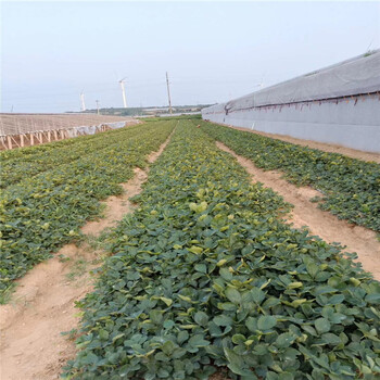 山东爱莎草莓苗、爱莎草莓苗基地