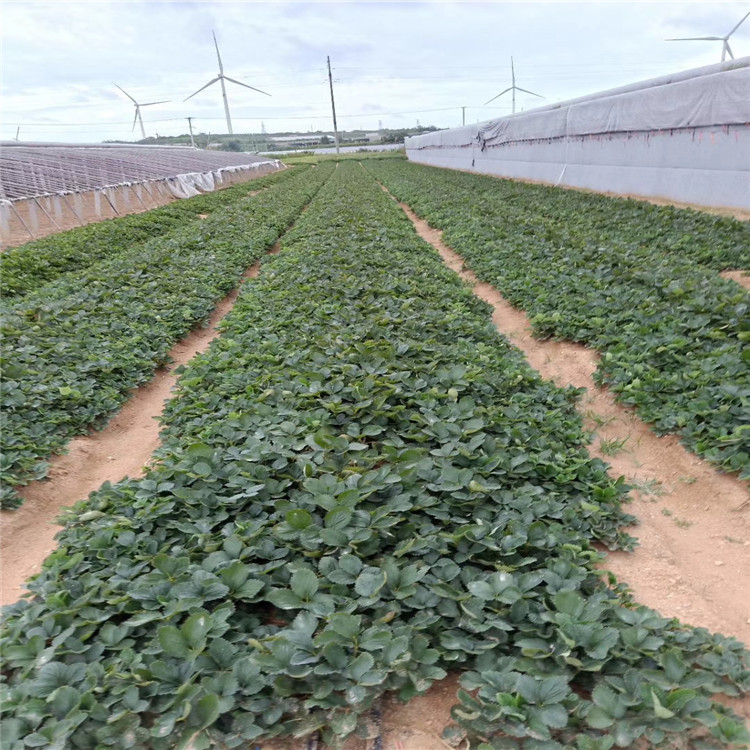 莓宝草莓苗、莓宝草莓苗批发基地