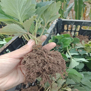 美德萊特草莓苗品種介紹、2020年美德萊特草莓苗價格