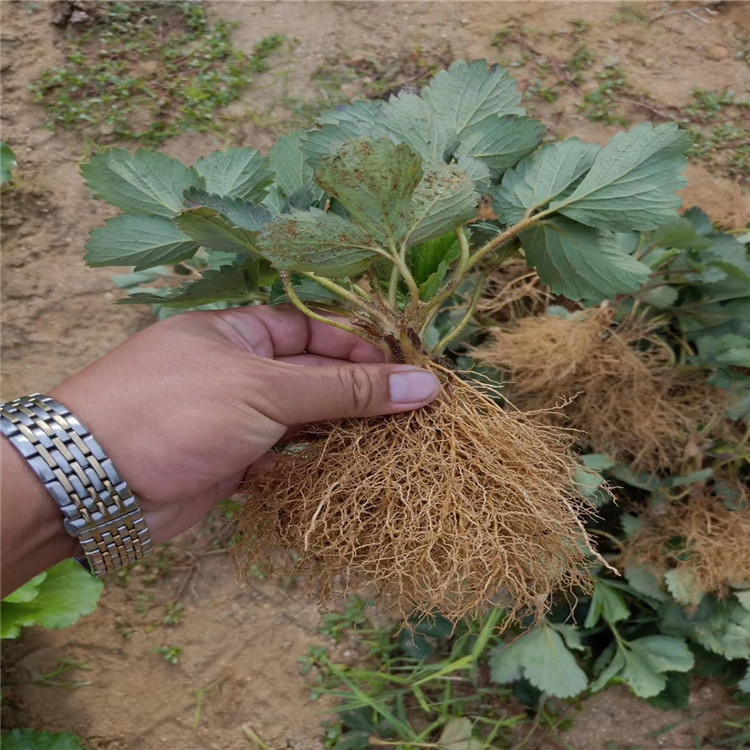 出售四季草莓草莓苗、四季草莓草莓苗价格及报价