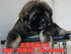 北京哪有卖高加索幼犬的纯种高加索犬北京博升犬业直销