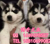 纯种哈士奇犬多少钱一只北京哪卖哈士奇犬精品哈士奇犬
