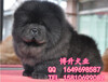  How much is a pure breed chow dog? Where does Beijing sell chow puppies? Beijing Bosheng Dog Industry