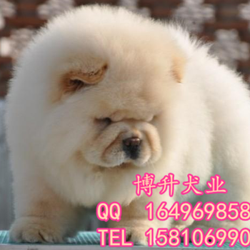 北京纯种松狮幼犬多少钱一只松狮犬北京博升犬业