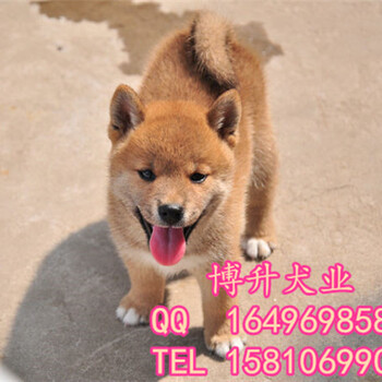 北京哪里卖纯种柴犬幼犬日本柴犬赛级柴犬颜色,保健康