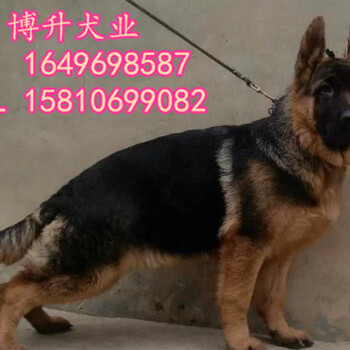 北京纯种德牧幼犬多少钱一只德国黑背德牧犬