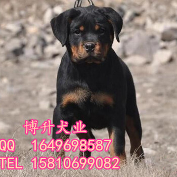 北京哪里卖罗威纳幼犬德系罗威纳防暴护卫犬罗威那犬