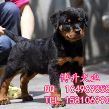北京哪里卖罗威纳幼犬德系罗威纳罗威纳犬保健康