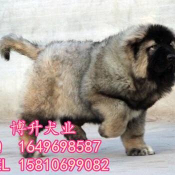 北京哪里卖纯种高加索幼犬高大威猛高加索犬购买签协议