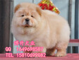 北京哪里賣純種松獅幼犬美系松獅黑色松獅簽保障協議圖片
