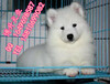 純種薩摩耶犬價格賽級薩摩耶高品質薩摩耶幼犬健康保障