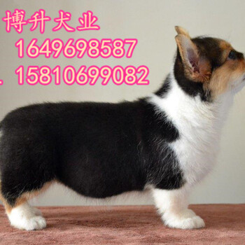 北京哪有卖柯基幼犬的纯种柯基犬价格出售柯基幼犬