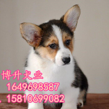 北京哪里卖纯种柯基幼犬威尔士柯基犬出售柯基犬