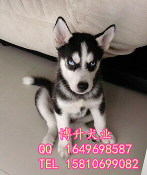 北京哪里卖纯种哈士奇犬哈士奇雪橇犬签保障协议