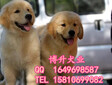 北京哪有賣金毛幼犬的純種金毛犬價格出售高品質金毛幼犬圖片