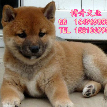纯种柴犬价格日系柴犬黑色柴犬出售3个月大柴犬保健康