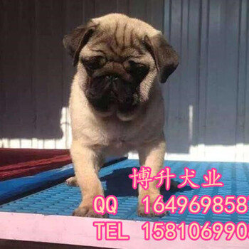 北京哪有卖巴哥幼犬的纯种巴哥犬多少钱巴哥幼犬