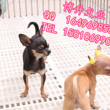 北京哪里卖吉娃娃幼犬纯种吉娃娃出售3个月大吉娃娃幼犬