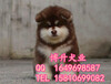 北京哪里卖阿拉斯加幼犬纯种阿拉斯加犬三个月可包退换