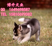 北京哪卖哈士奇幼犬纯种哈士奇犬多少钱3个月大哈士奇犬