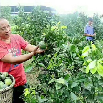 枳殼佛手的種植季節(jié)