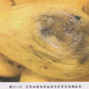 生物農(nóng)藥靚果安這樣防治芒果角斑病
