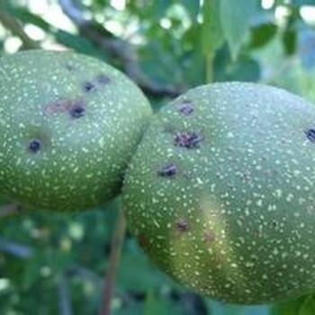 核桃黑斑病的生態(tài)防治用有機(jī)農(nóng)藥?kù)n果安