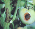 福建番茄疫病高發用有機農藥青枯立克