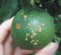 分析广西柑橘疮痂病的病因及防治方案