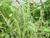 番茄溃疡病高发期防治生物农药青枯立克
