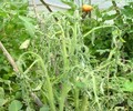 新疆番茄種植區青枯病高發用有機農藥青枯立克