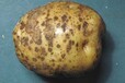 马铃薯疮痂病防治专用杀菌剂生物农药厂家直供