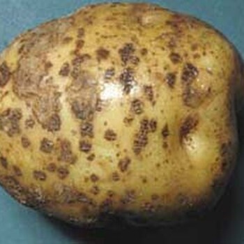 土豆疮痂病和疫病防治药小檗碱青枯立克大蒜油