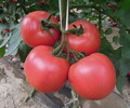 夏季高溫多雨番茄青枯病要重視