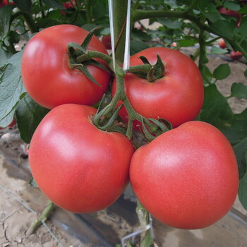 夏季高温多雨番茄青枯病要重视