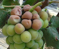 新疆葡萄種植區夏季管理很重要