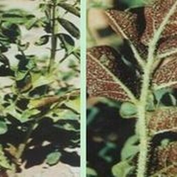 宁夏甘草种植区锈病高发用生物制剂青枯立克