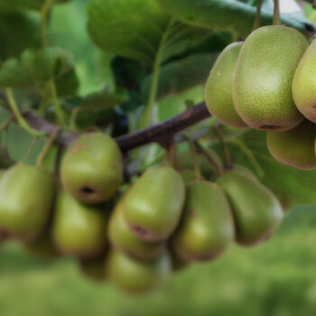 四川猕猴桃种植区猕猴桃异常落果为哪般