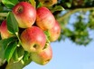 苹果黑星病如何防治有机农药厂家直供