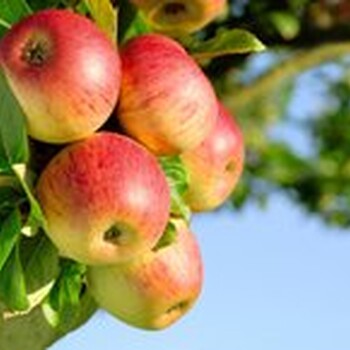 苹果黑星病如何防治有机农药厂家直供