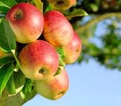 阿克苏苹果腐烂病高发用有机农药青枯立克