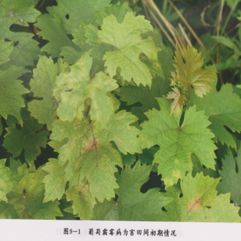 河南葡萄霜霉病用有機(jī)農(nóng)藥?kù)n果安防治