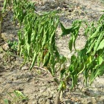 草莓根腐病防治生物農(nóng)藥青枯立克