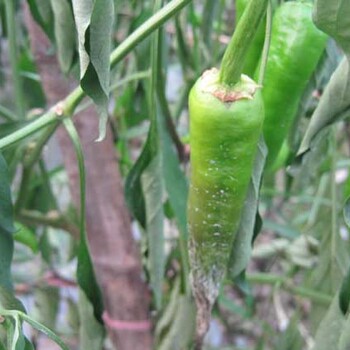 辣椒疫病防治生物农药靓果安