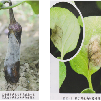 茄子綿疫病防治有機農(nóng)藥靚果安大蒜油噴霧