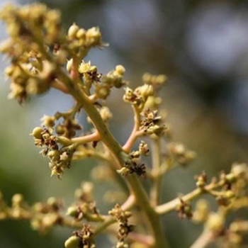 芒果花枯萎怎么辦生物農(nóng)藥有妙招
