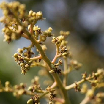 芒果花枯萎怎么办生物农药有妙招