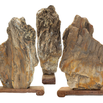 埋藏在地下的宝藏：树化石