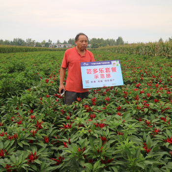 辣椒增产套餐芸多乐