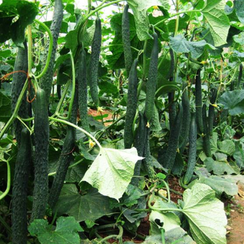 黃瓜?；ㄅ蚬怪夭缣豳|增產水溶肥硼鈣高鉀寶